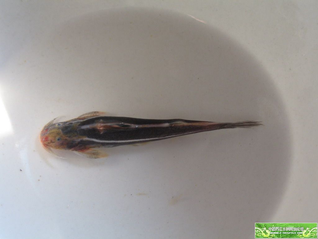 三线纹胸鮡 鮡科 Glyptothorax trilineatus Blyth