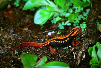 也发几张网上搜集的图片