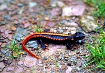 也发几张网上搜集的图片