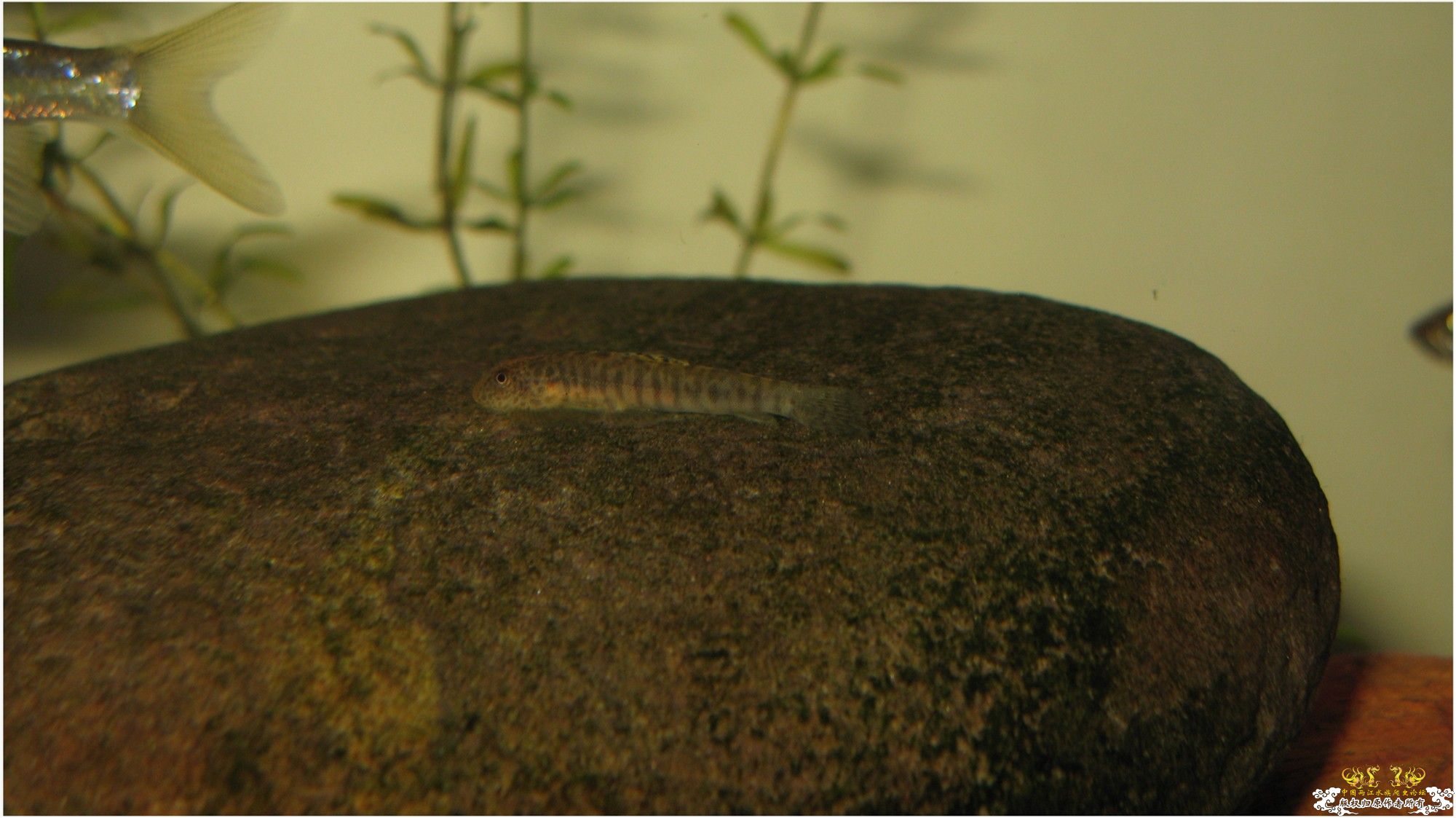 跨越种族的爱恋