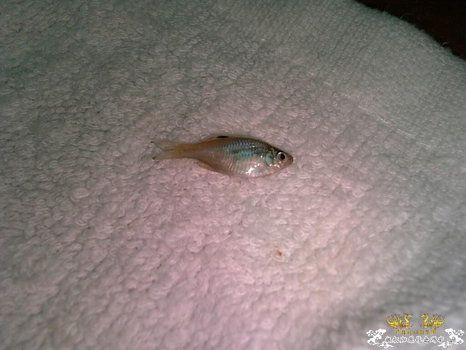 今天采到的~~~~``