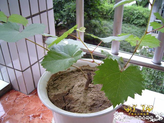 狮子食物