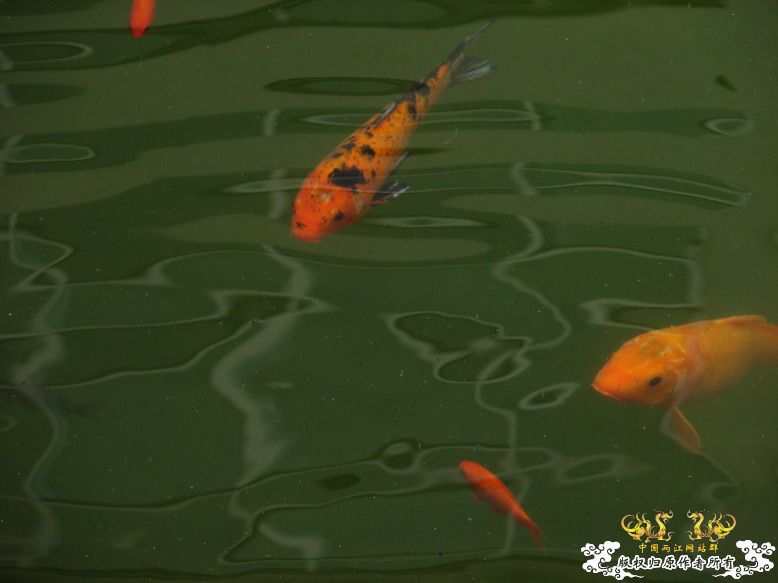 杭州之花港观鱼