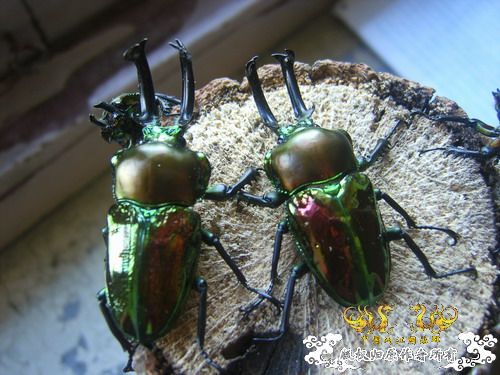 我也来晒晒自己养的独角仙