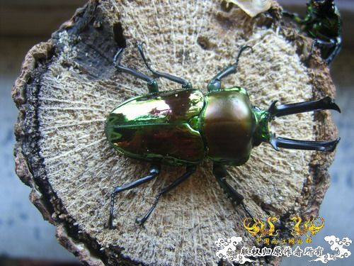 我也来晒晒自己养的独角仙