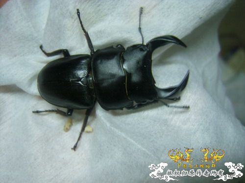 我也来晒晒自己养的独角仙