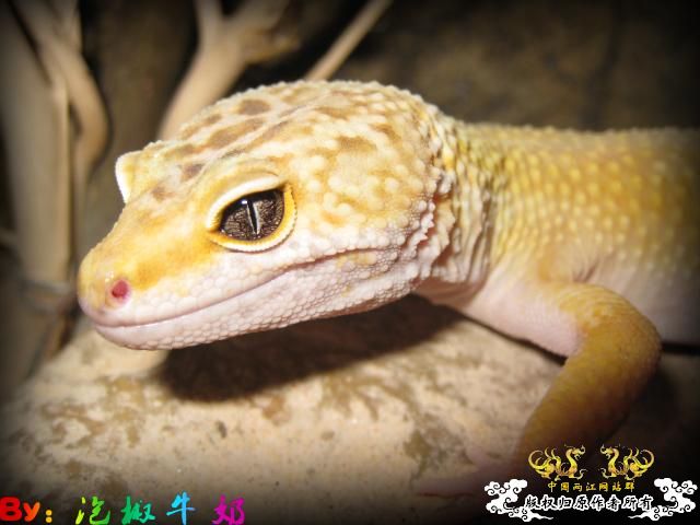 豹纹“证件照”