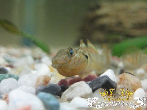 虾虎求名