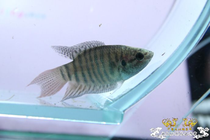 采的这些都是什么鱼啊？