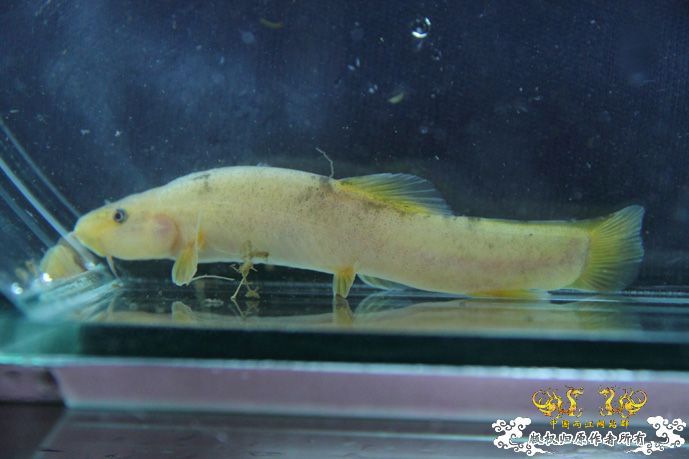 采的这些都是什么鱼啊？