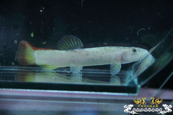 采的这些都是什么鱼啊？