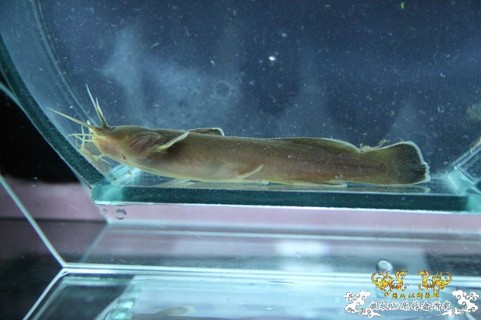 采的这些都是什么鱼啊？