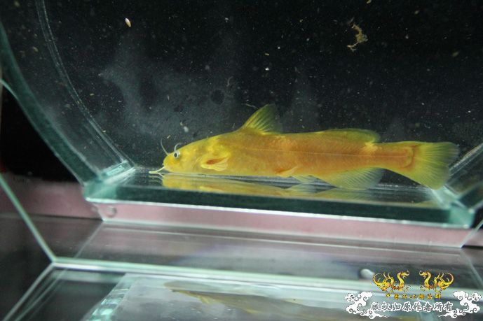 采的这些都是什么鱼啊？