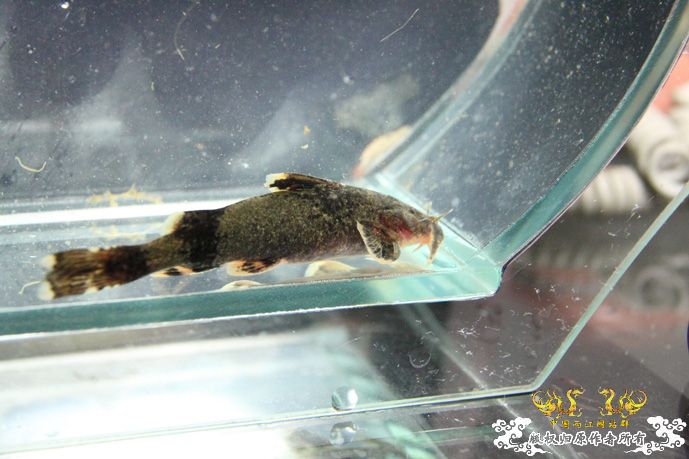 采的这些都是什么鱼啊？