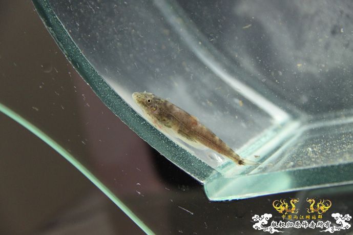 采的这些都是什么鱼啊？