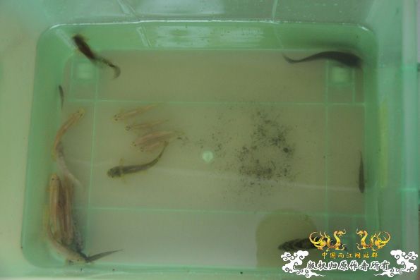 采的这些都是什么鱼啊？