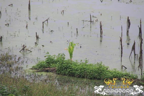 采的这些都是什么鱼啊？