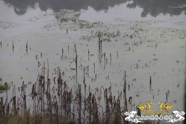 采的这些都是什么鱼啊？