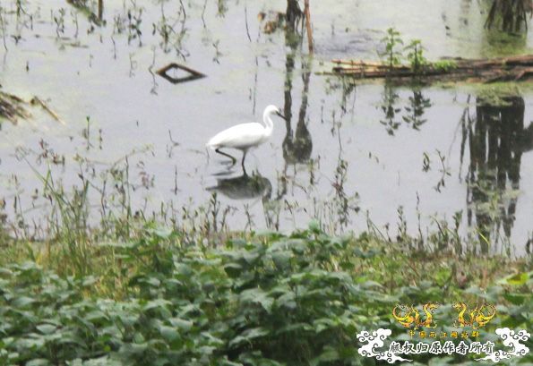 采的这些都是什么鱼啊？