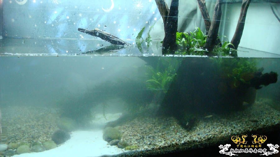 “十一”新翻的80cm原生鱼缸 [12P]