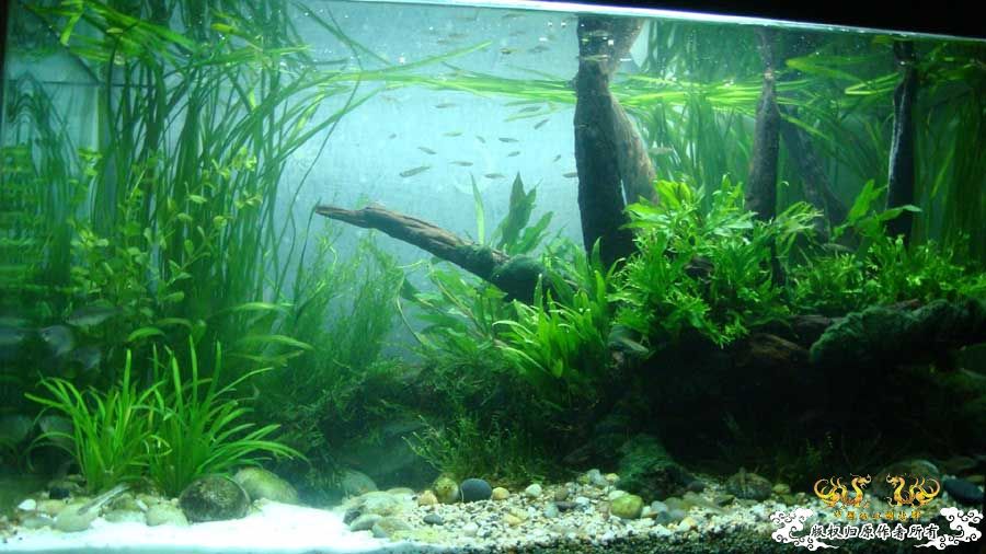 “十一”新翻的80cm原生鱼缸 [12P]