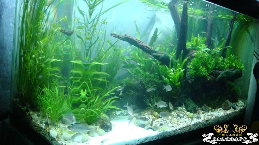 “十一”新翻的80cm原生鱼缸 [12P]