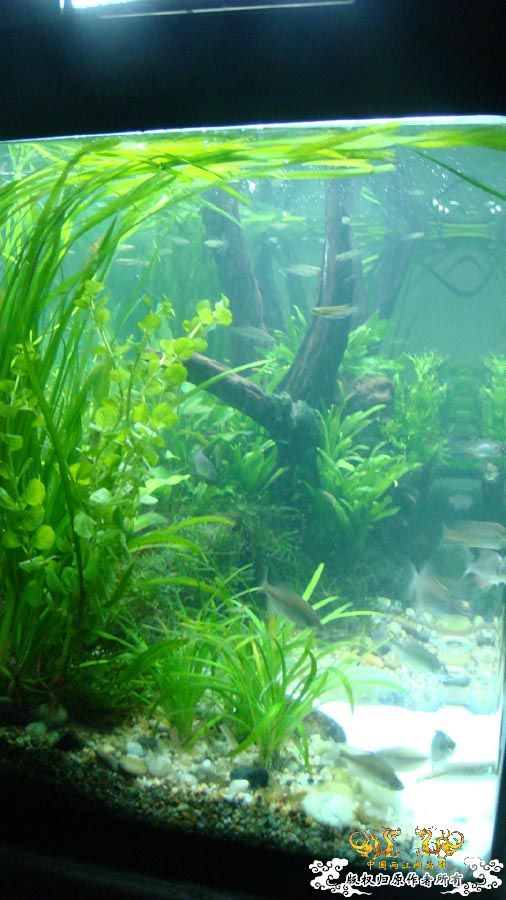 “十一”新翻的80cm原生鱼缸 [12P]