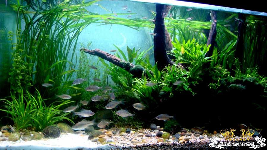 “十一”新翻的80cm原生鱼缸 [12P]