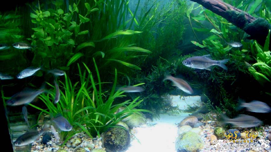 “十一”新翻的80cm原生鱼缸 [12P]