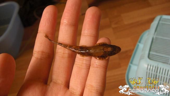 赣江居然有这个。。