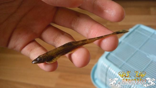 赣江居然有这个。。