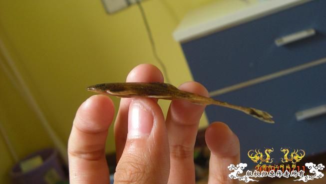 赣江居然有这个。。