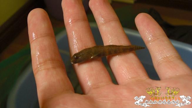 赣江居然有这个。。