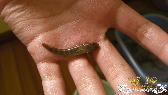 赣江居然有这个。。