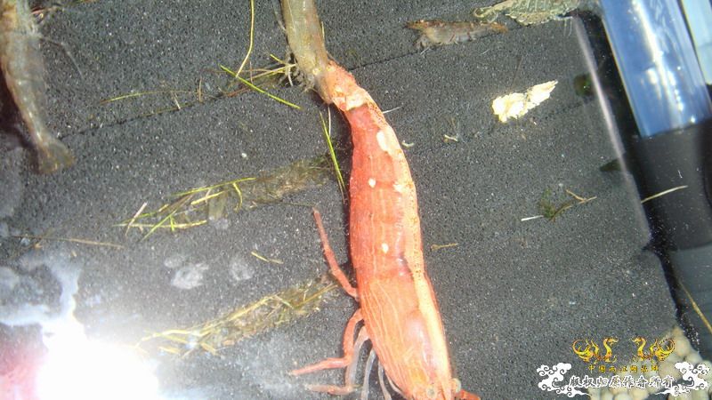 累计1000公里里程 终于搞到梦想的鱼了 品种多 图量巨
