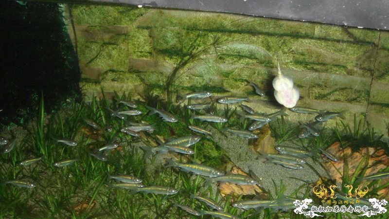 累计1000公里里程 终于搞到梦想的鱼了 品种多 图量巨