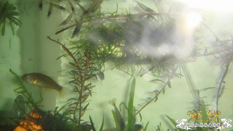 累计1000公里里程 终于搞到梦想的鱼了 品种多 图量巨