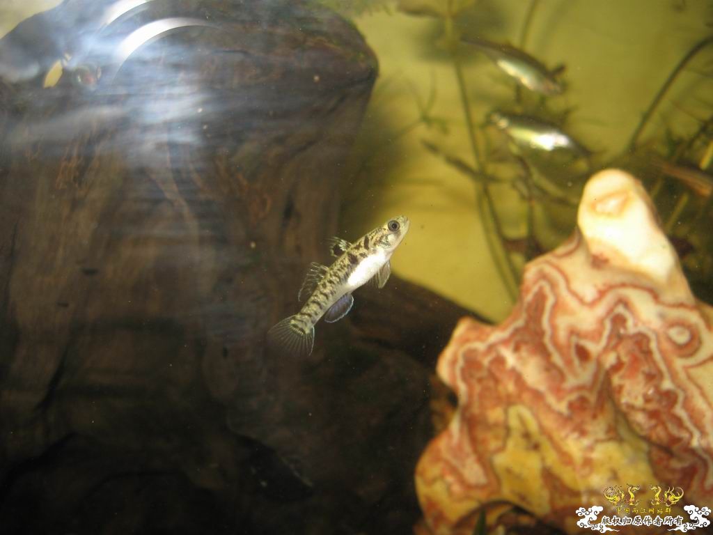 朋友送的储氏鲻虾虎和金鼓