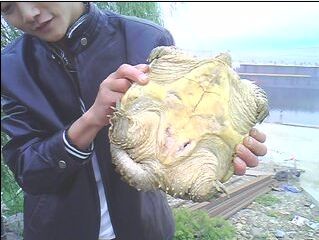 [讨论]网友钓鱼钓到的，我来问问这是什么龟？