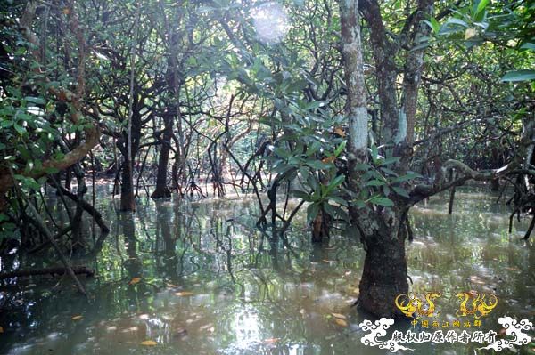 国庆游走海南-广西-贵州顺路探寻得清鱂、针鱼、塘醴等。。