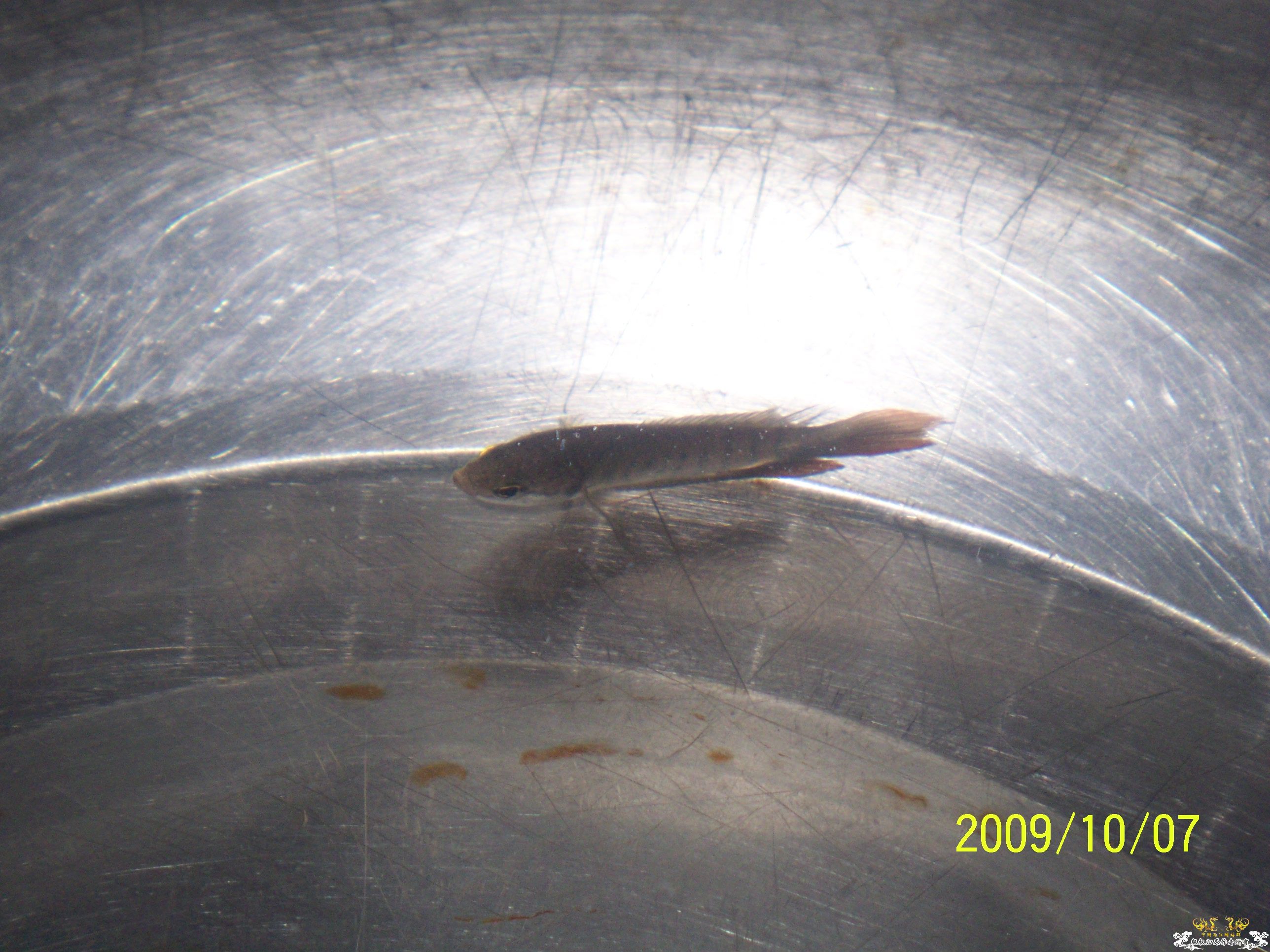 国庆“买”到的叉！