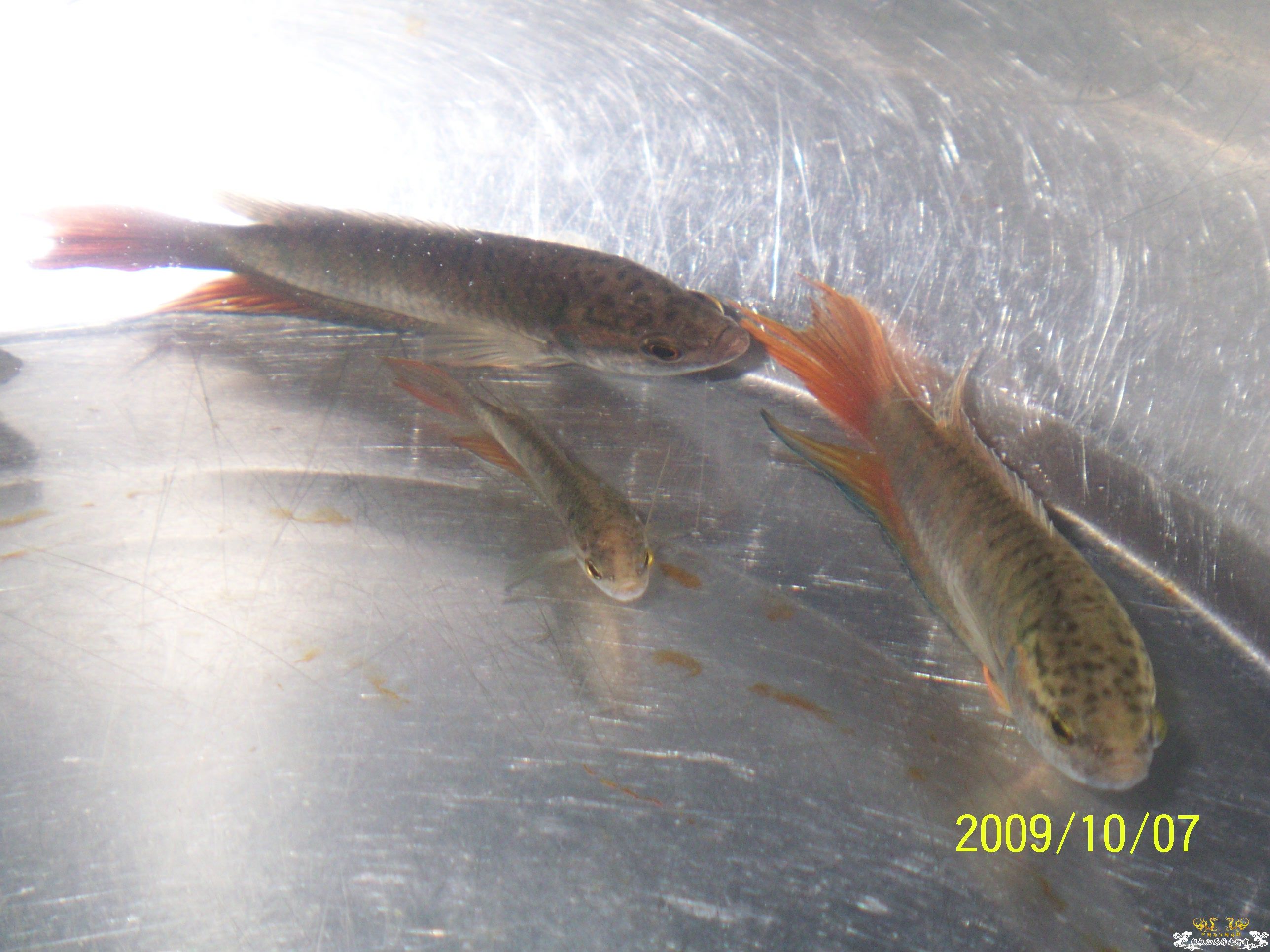 国庆“买”到的叉！