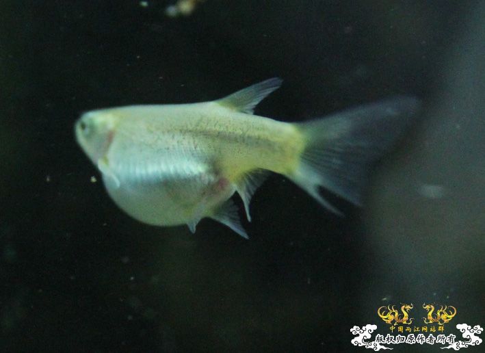 这鱼会不会被胀死？