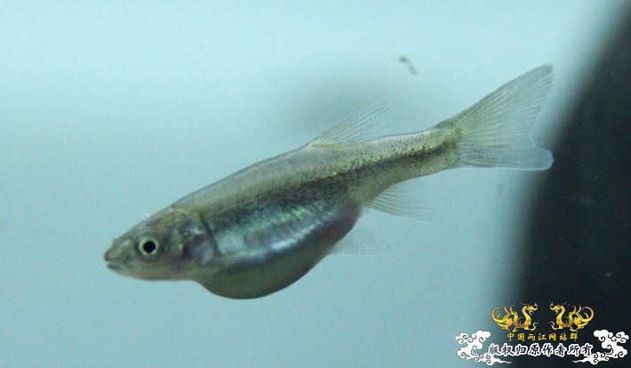 这鱼会不会被胀死？