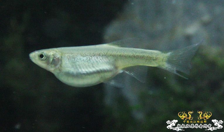 这鱼会不会被胀死？