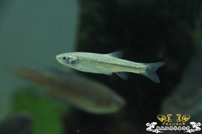 这鱼会不会被胀死？