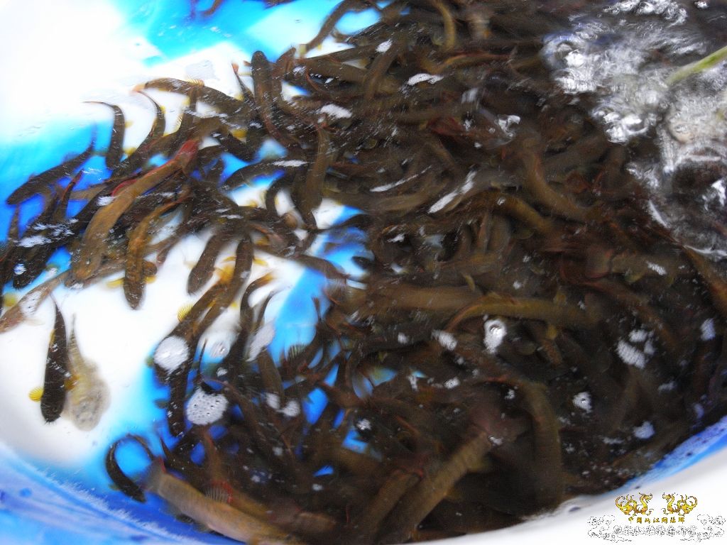 周末疯狂打劫小饭馆