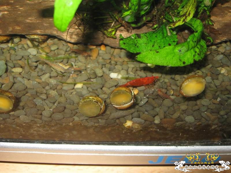 朋友送的石蜑螺和金鼓据说很容易淡化...