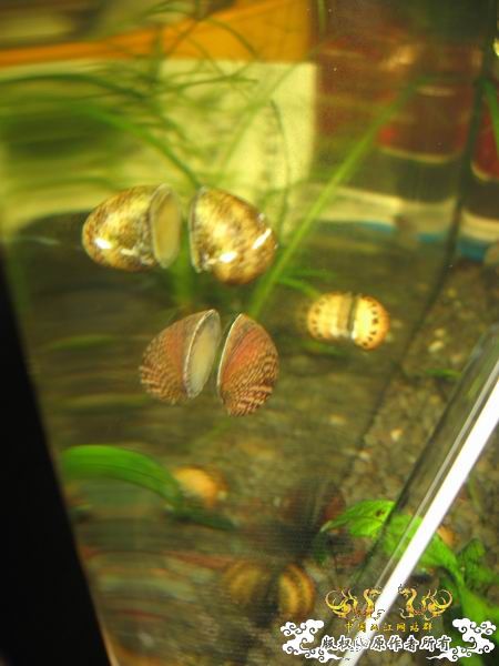 朋友送的石蜑螺和金鼓据说很容易淡化...