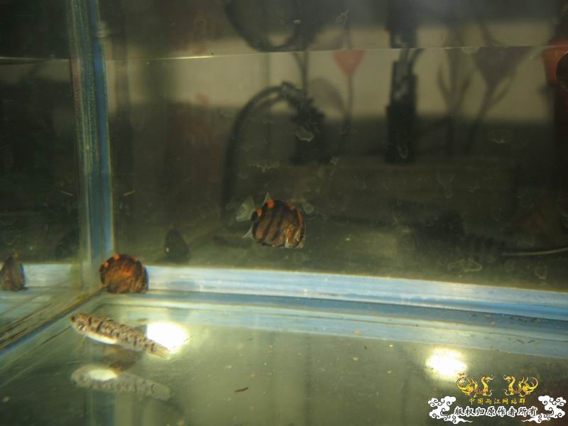 朋友送的石蜑螺和金鼓据说很容易淡化...